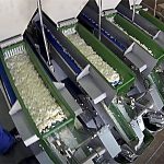 Wiegetechnik Alpha 4 Frischkäse